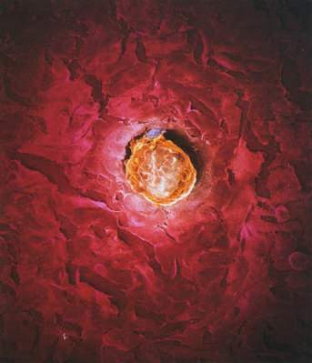 组图：窥探精子与卵子结合至受孕全过程(2)