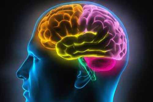 美科学家称培育出近乎完整人脑。