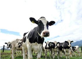 奶牛靠激素催产奶？