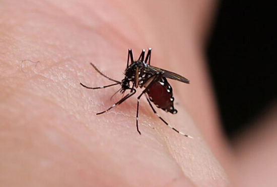 蚊子“喜欢”你是因为“血甜”吗？